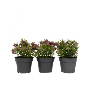 Hebe All Blooms 'Samona' - Rose - Hebe - Lot de 3 - Pot 13cm - Hauteur 30-35cm