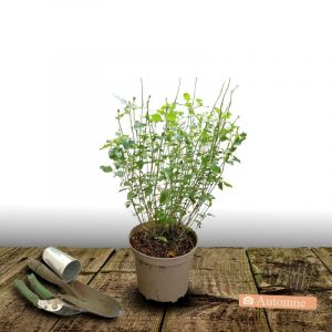 Sauge d'automne Mirage Bleu/Pot de 3L - 20/40 cm