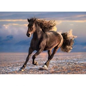 Clementoni Puzzle 1000 pièces : Cheval sauvage