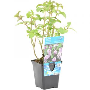 Menthe Aquatique - Mentha Aquatica - par Pi&egrave;ce - Plante d'&eacute;tang Dans un Pot de Culture - ?9 cm - ?10-20 cm - Green