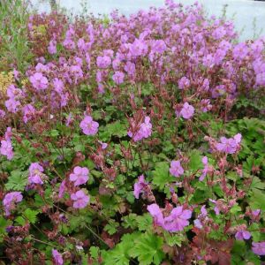 Géranium vivace x cantabrigiense Cambridge/Godet