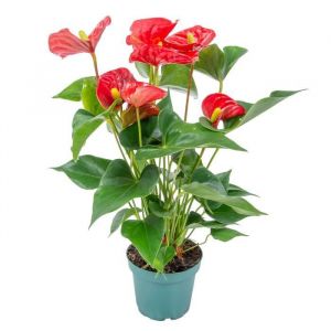 Anthurium 'Aristo' Red– Flamingo Plant - Plante d'intérieur - Entretien facile - ?12 cm - ?30-40 cm - Red