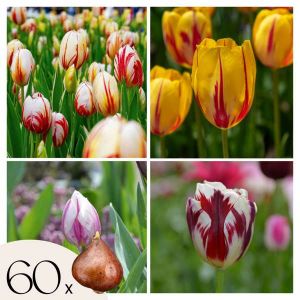 Plant In A Box - Tulipa Flaming Beauty Mix - Bulbes de tulipes x60