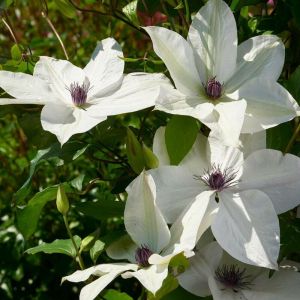 Clématite Tsukiko 'Evipo110'/Pot de 1,5L - Tuteur bambou 30/60 cm