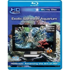 Exotic Saltwater Aquarium