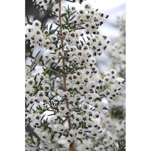 Bruy&egrave;re de no&euml;l taille du pot - en pot