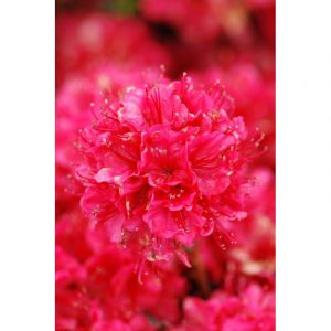 Image de Azal&eacute;e du japon 'hino crimson ' taille du pot - en pot de 3 litres