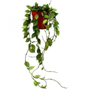 Plante d'intérieur à suspendre - Hoya krohniana Eskimo - fleur en porcelaine - fleur en cire 12cm