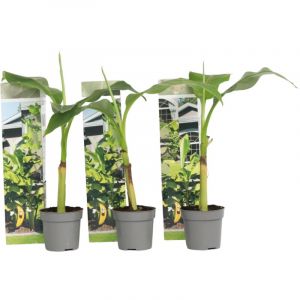 Plant In A Box - Bananier 'Musa Basjoo' - lot de 3