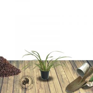 Ail d'ornement Millenium/Godet - 5/20 cm