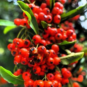 Buisson ardent Mohave/Godet - 5/20 cm