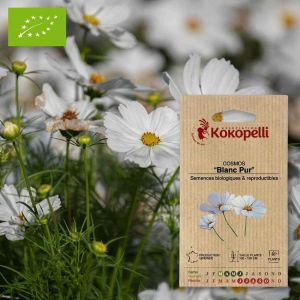 Sachet de graines bio &agrave; semer - Cosmos Blanc Pur