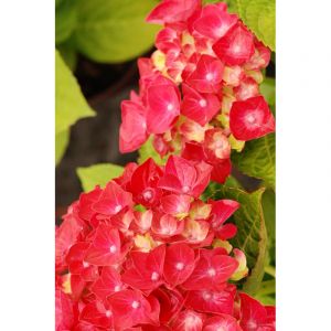 Hortensia rembrandt ? 'rosso glory' taille du pot - en pot de 5 litres