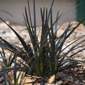 Barbe de serpent Nigrescens/Pot de 3L - 20/40 cm