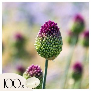 Allium Sphaerocephalon - Bulbes x100 - Allium Sphérocéphale - Bulbes à Fleurs