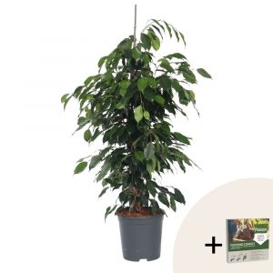 Plant In Box - Ficus benjamina 'Danielle' XL + Pokon