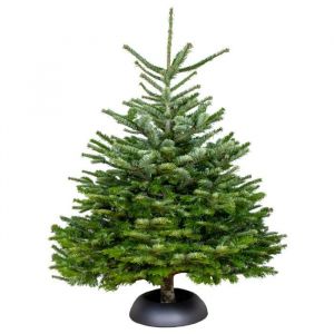 Véritable sapin de Noël Nordmann - Scié sans racine - H 150-175 cm