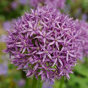 Mélange de 15 - Allium Purple Sensation - Look - Oignon ornemental - Violet - Bulbes à fleurs - Floraison printanière - Plantes vivaces - Pousse