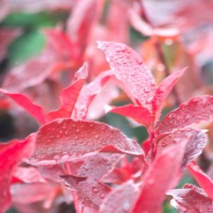 Photinia Red Select/Pot de 7,5L