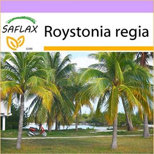 Saflax Palmier royal de Cuba - 8 graines - Roystonia regia