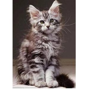Nathan Puzzle 1000 pièces - Le chaton Maine Coon - Adultes et enfants dès 14 ans - Puzzle de qualité supérieure - Encastrement parfait - Collection Tendresse - 12000923