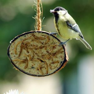 Image de Dobar 1/2 noix de coco garnitures à 5 saveurs oiseaux sauvages 10 pcs