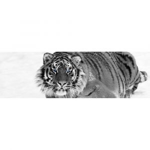 Toile 30x97cm tigre blue eyes