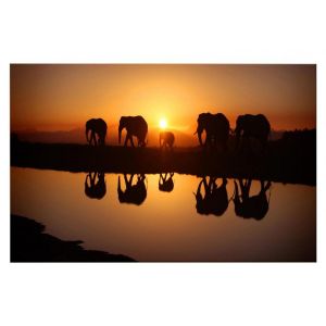 Image de HOMEMANIA Tableau El&eacute;phant 98 100 x 3 x 50 cm