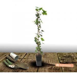 Lierre des colchide colchica/Pot de 2L - Tuteur bambou 60/90 cm