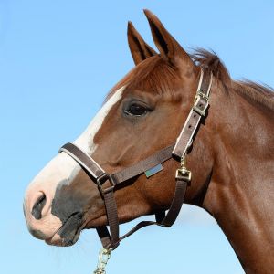 Licol pour cheval Bucas Dublin