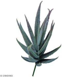 Rayher Succulent Aloe
