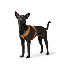 Hunter Harnais pour Chien London Comfort 3947 cm XS S Orange