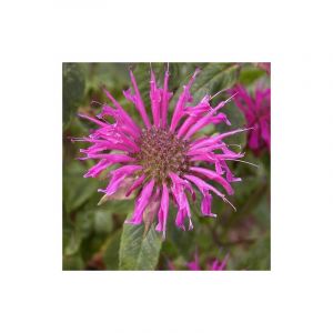 Monarde Blaustrumpf/Godet