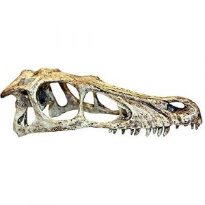 Komodo Accessoire de terrarium small Raptor Skull