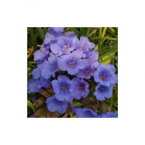 Pulmonaire Blue Ensign/Godet - 5/20 cm