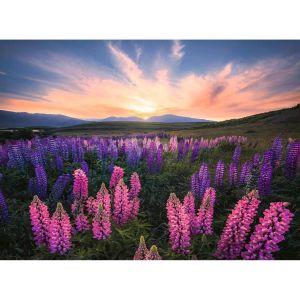 Ravensburger Puzzle 500 p - les lupins (nature edition)