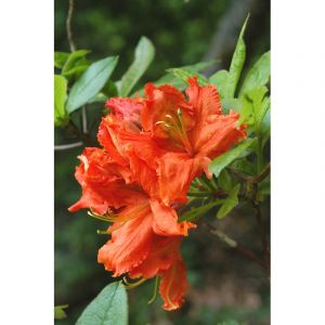 Azal&eacute;e de chine 'hotspur red' taille du