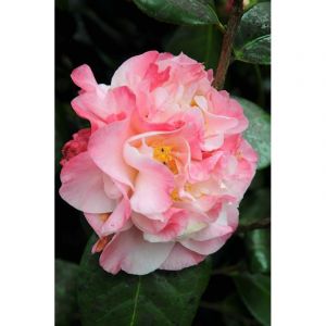 Cam&eacute;lia 'nuccio's jewel' taille du pot