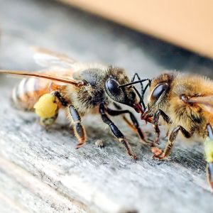 Smartbox Parrainage de ruche, extraction de miel et produits en Pays de la Loire Coffret cadeau