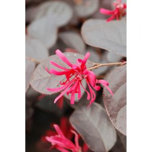 Loropetalum 'pipa's red' taille du pot -
