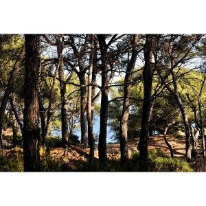 Ceanothe Toile 45X65 Calanques Forêt De Pins