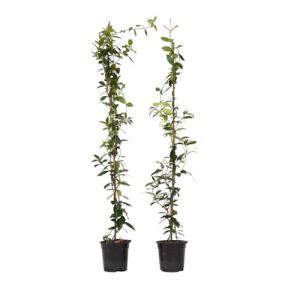Plant In Box - XL Tuscan Jasmin on stick - lot de 8