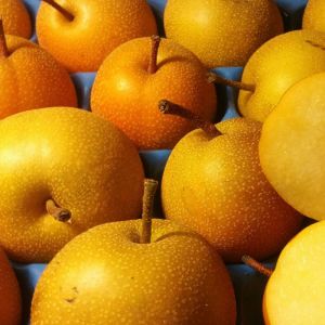 Nashi Chojuro/Pot de 15L