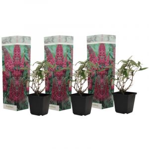 Plant In A Box - Buissons papillons - Buddleja Pink - Set de 3 - Pot 9cm - Hauteur 25-40cm - Rose