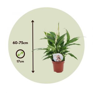 Spathiphyllum - lot de 2 - Pokon - plante d'intérieur - pot 17cm - h60-70cm