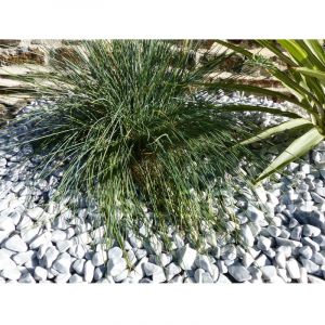 Image de Classgarden Galet Gris Clair calibre 12-24 mm Pack de 5 M²