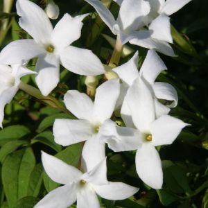 Jasmin blanc officinale/Godet - 5/20 cm