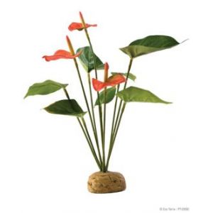 Image de Exo terra Anthurium