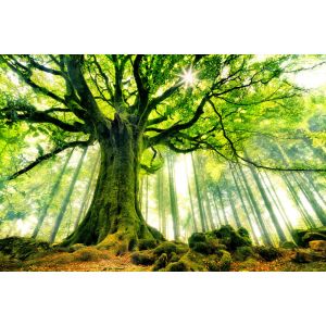 Hexoa Tableau nature l 'hêtre de ponthus Toile imprimée