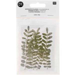 Rico Design Fleurs pressées - Oeillet - 5 à 7,5 cm - 6 pcs